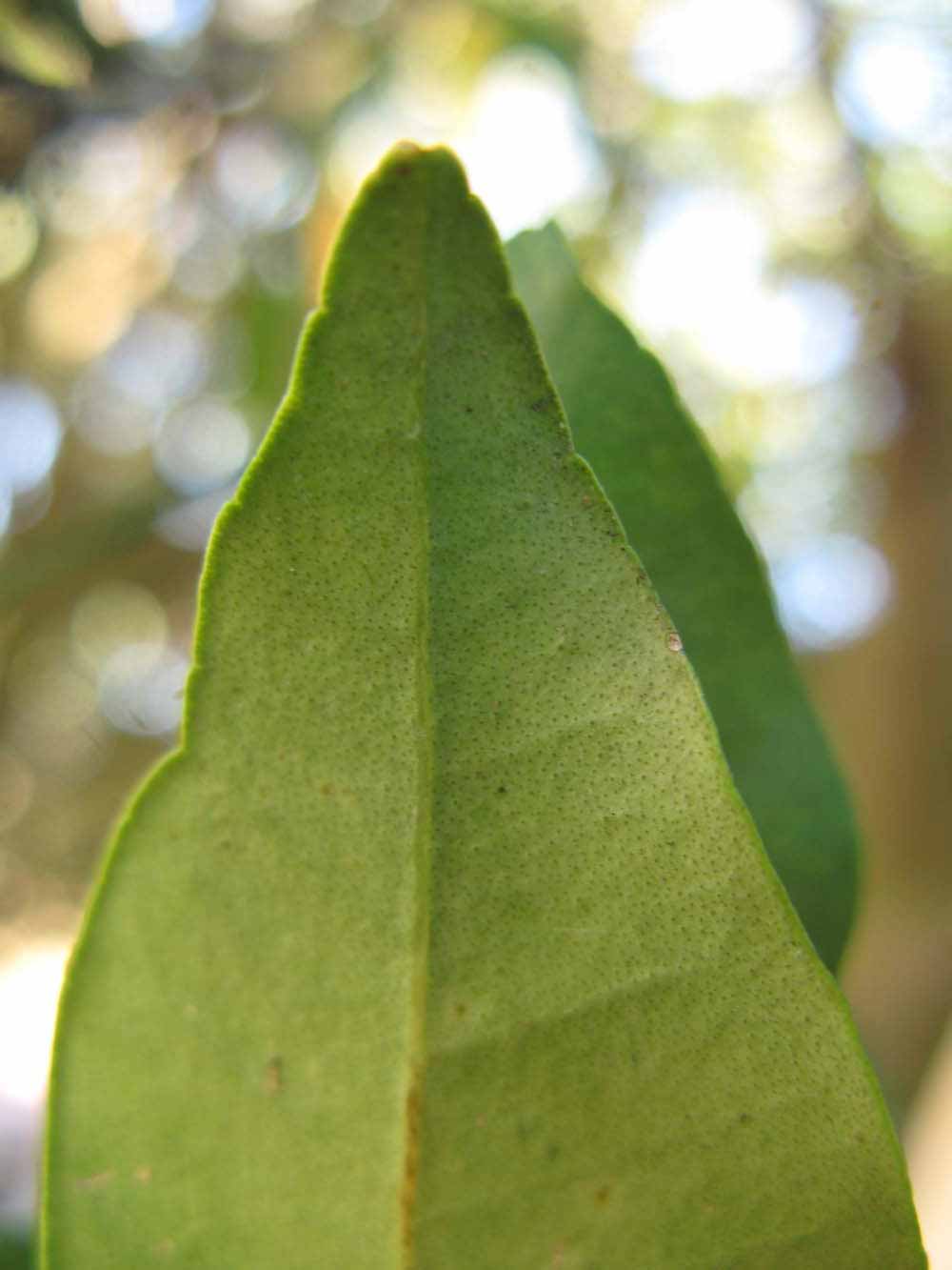              Margin (Winter Haven, FL)       